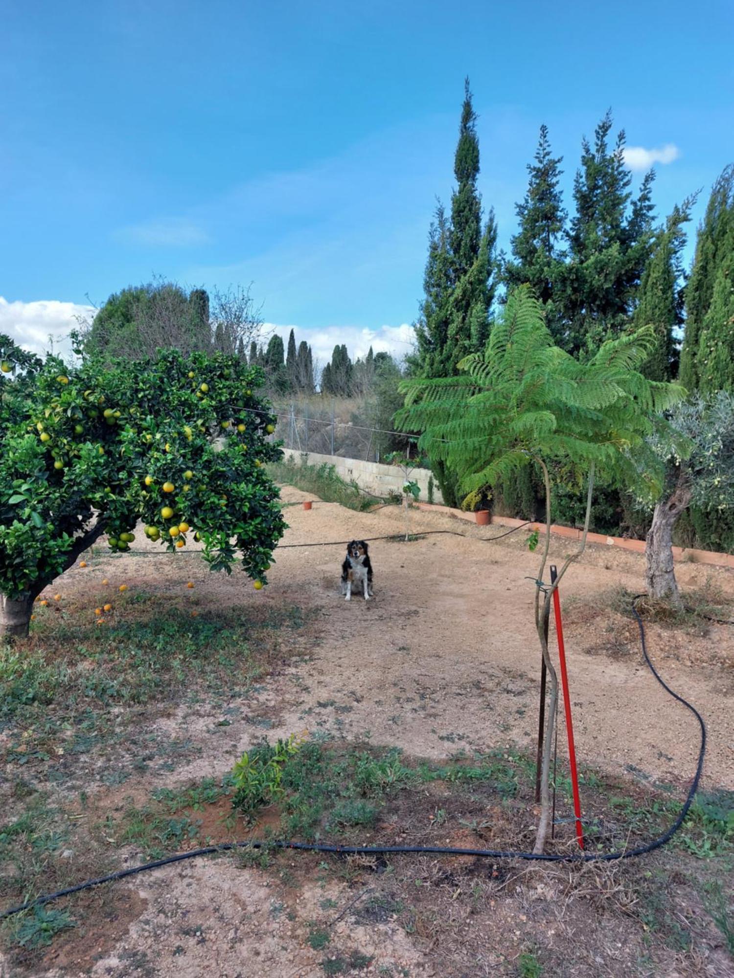 Vila Les Berreries Montroy Exteriér fotografie